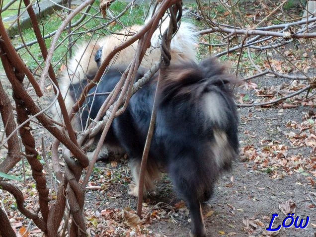 27.12.2024 - Dwix und Howard untersuchen alles